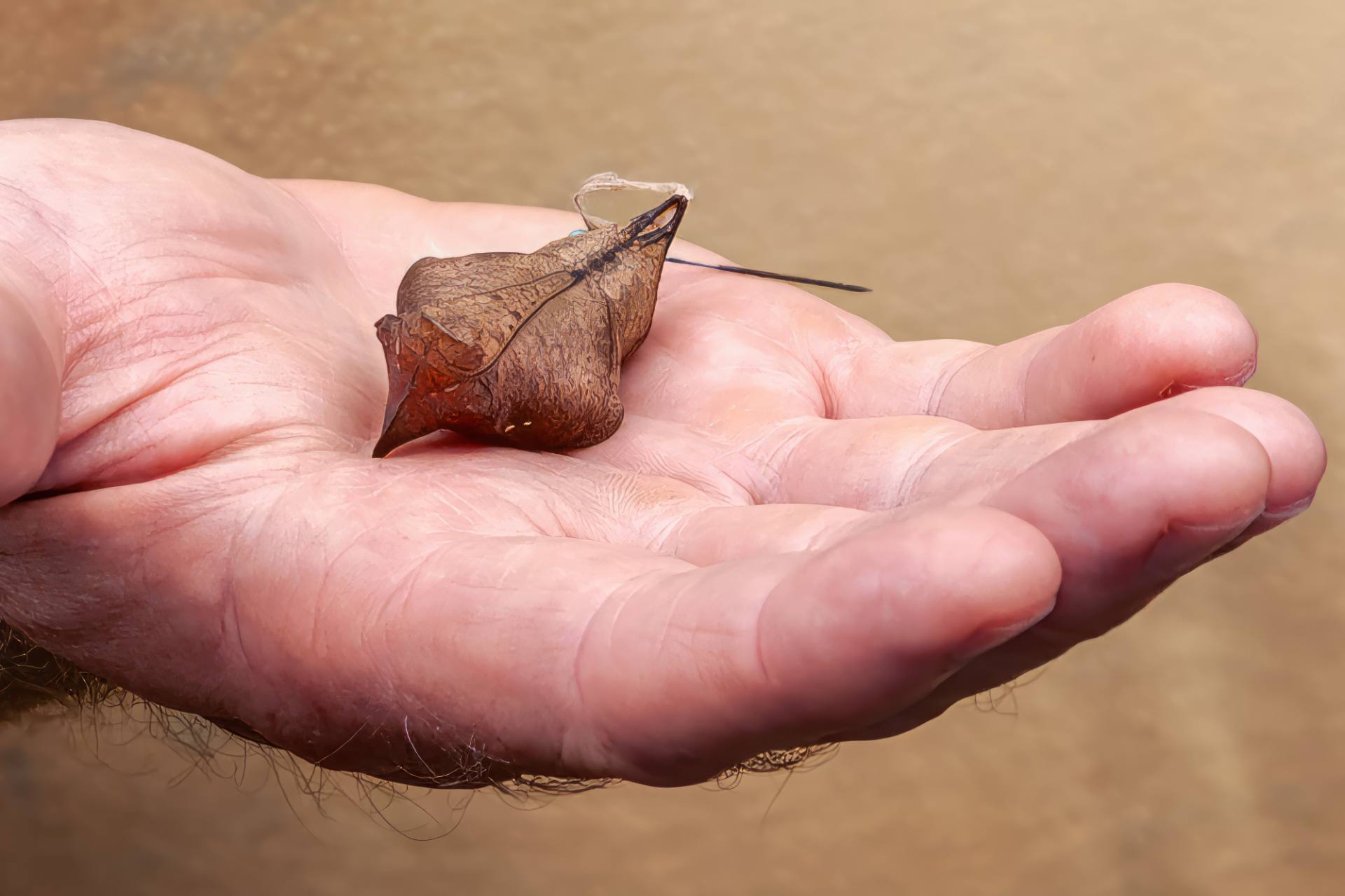 Kokon des Blauen Morphofalters (Morpho peleides[1]) oder Himmelsfalters